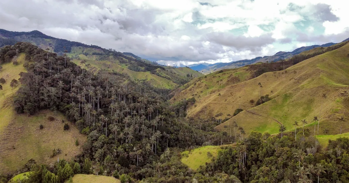 Bosque de palma de cera en San Félix entre neblina