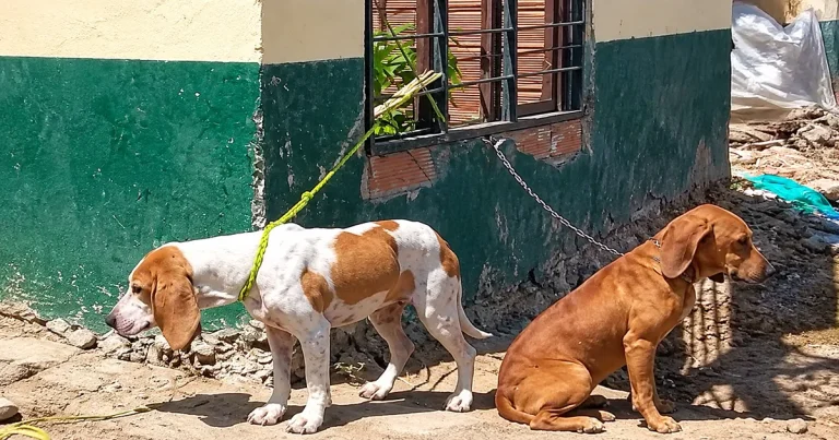 Dos perros que aúllan por ayuda: una denuncia que nadie debería ignorar