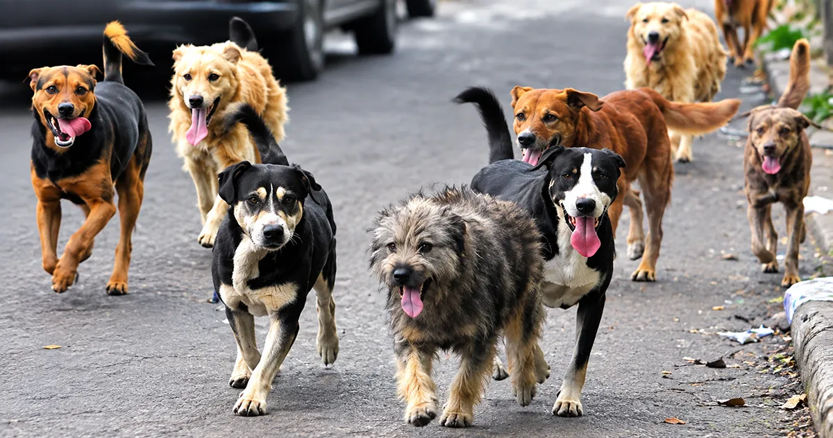 Perros Callejeros